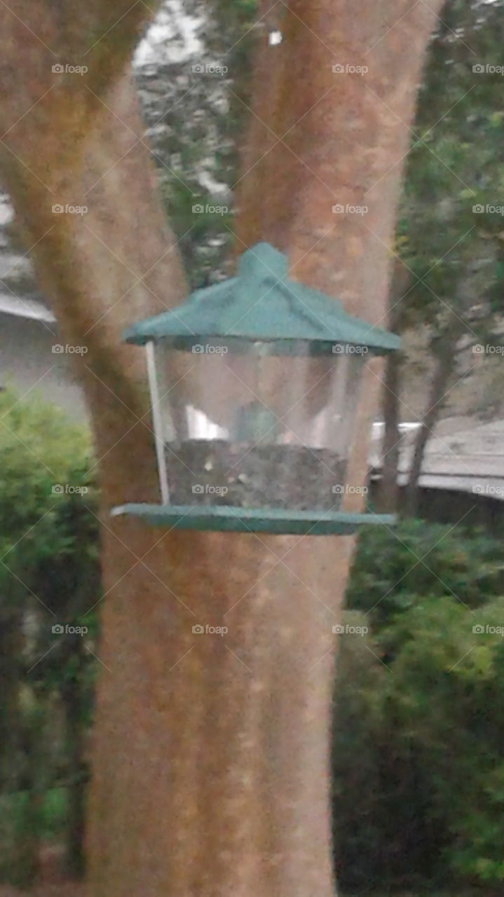 Bird Feeder. bird feeder