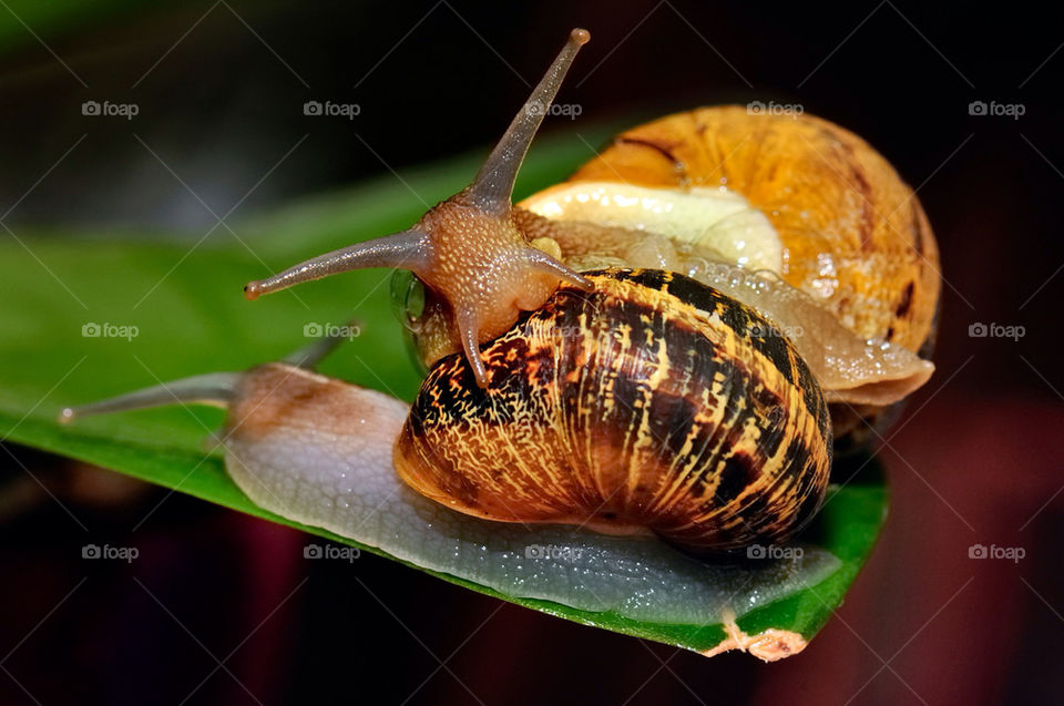 nature macro snails reproduction by jzago