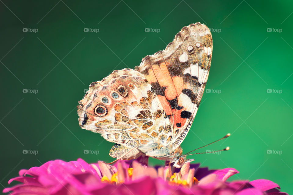 A stunning butterfly that I photographed whilst on holiday in Malta!