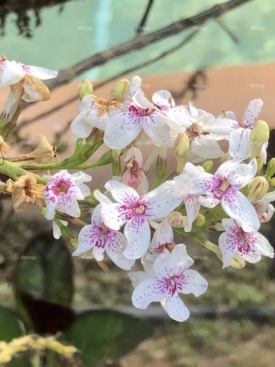Fiori 