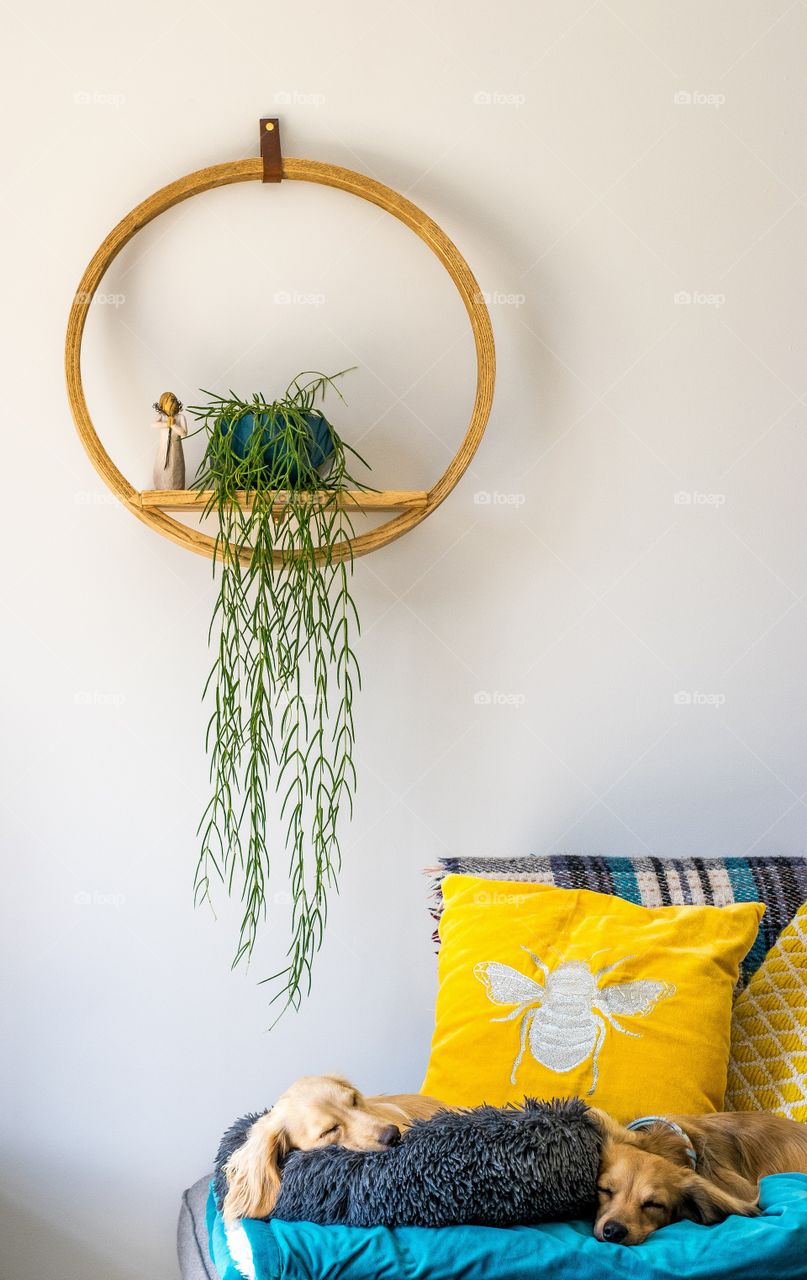 Two dogs sleeping together on sofa under round shelf with potted plant dropping over edge against wall