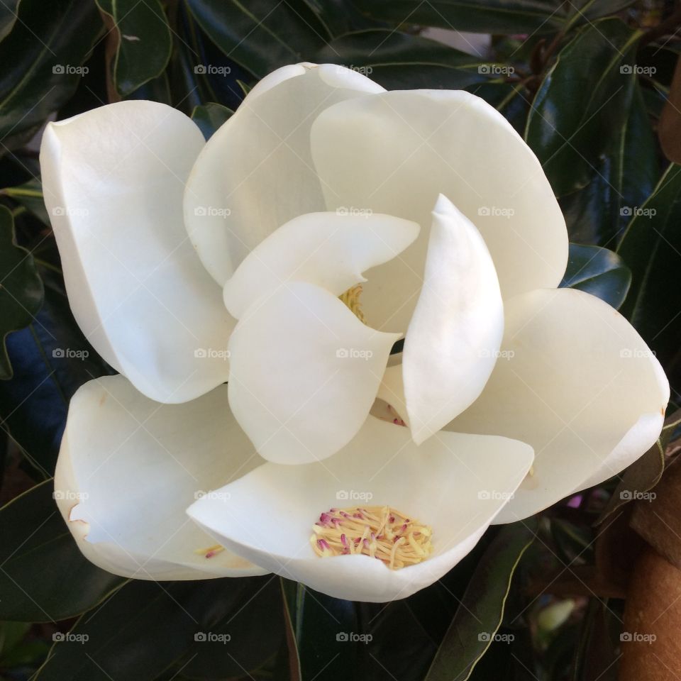 Magnolia blossom in Raleigh, NC