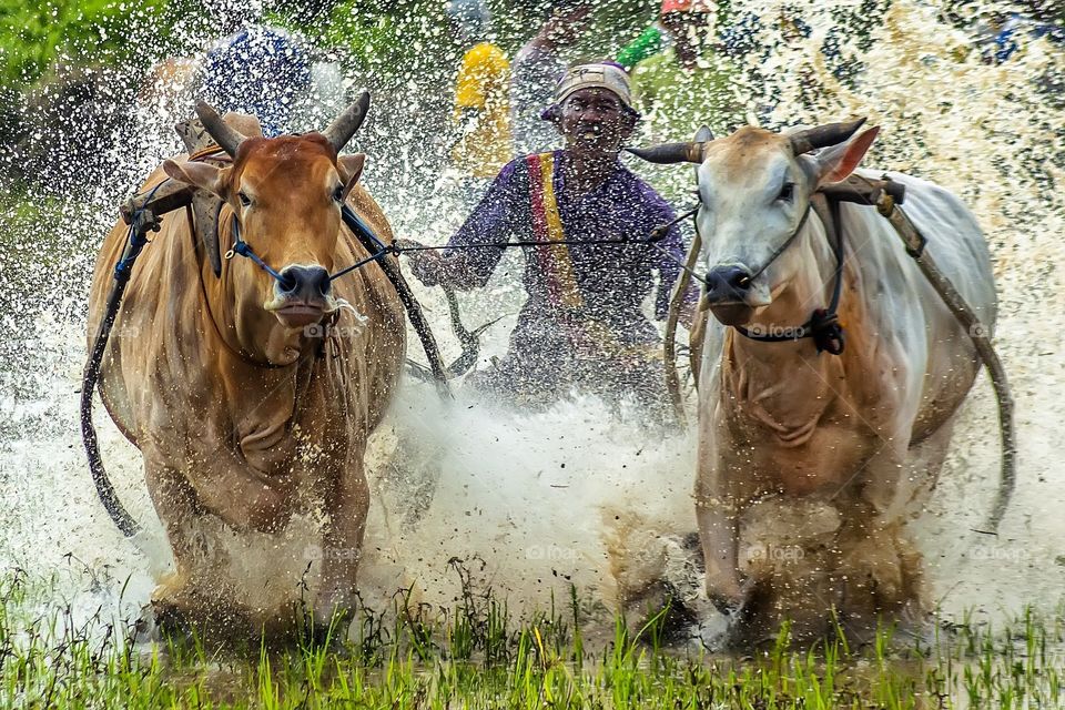 cow race