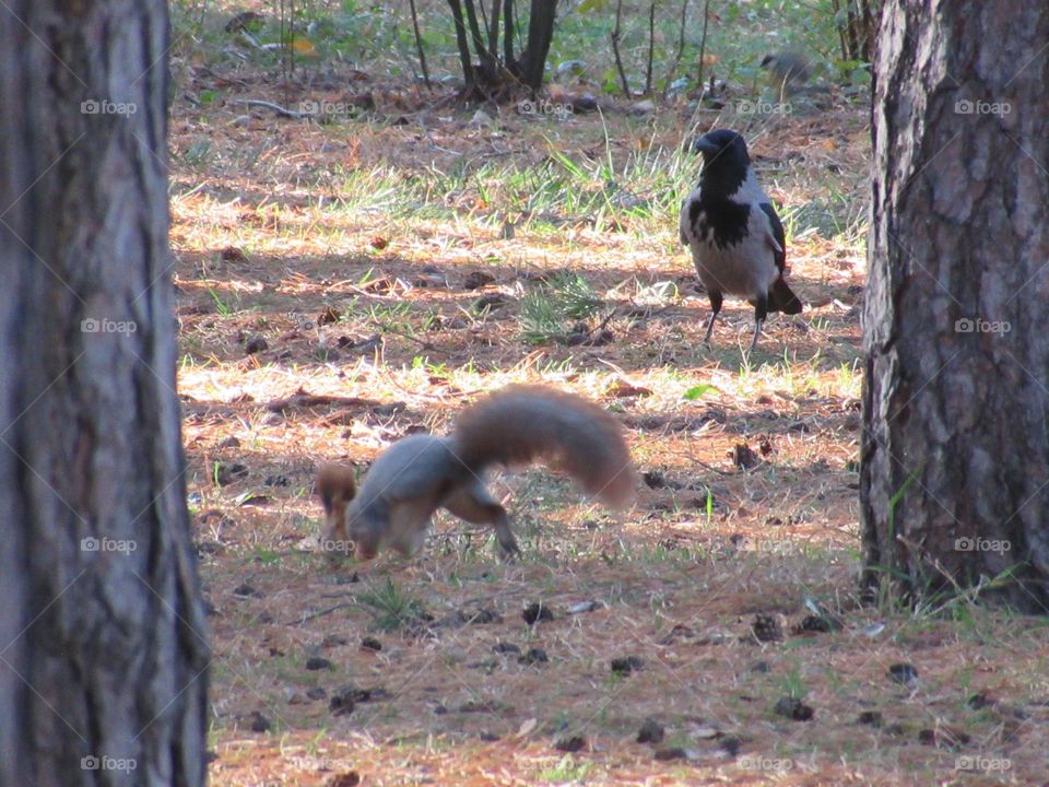 wild squirrel in the park, November, very, Voronezh, Russia, nature in the city
