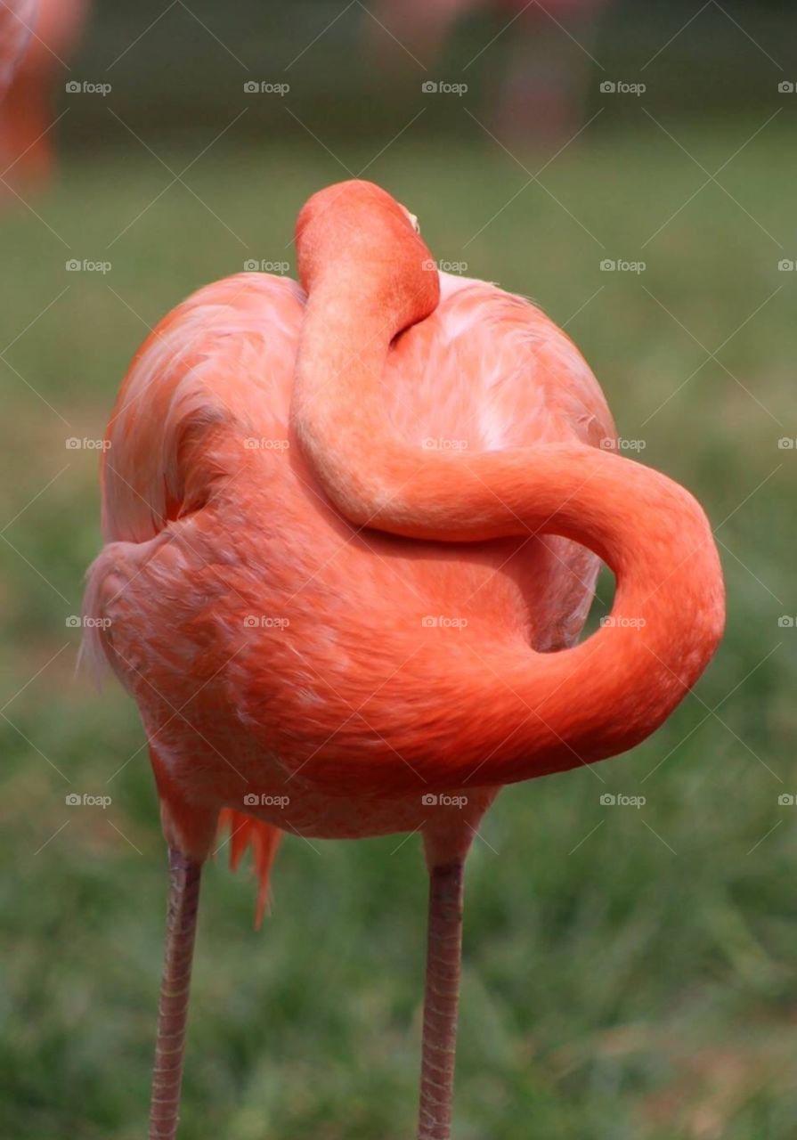 flamingo