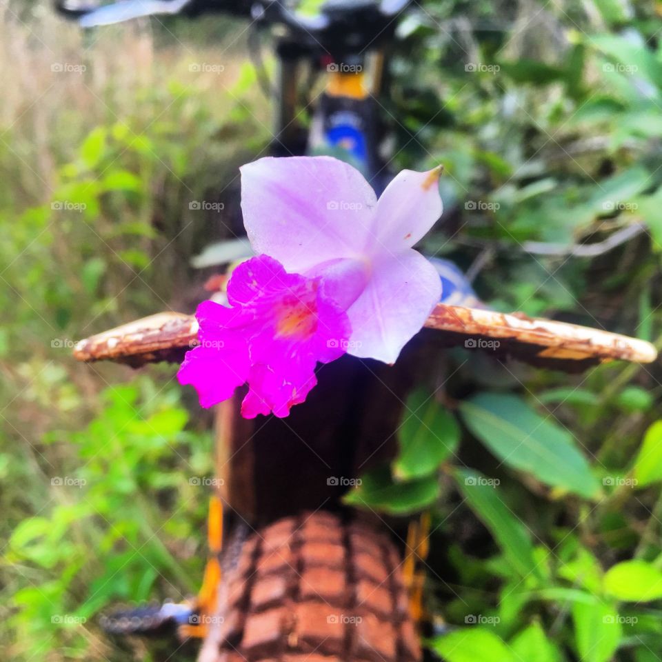 Wild orchid on a dirtbike