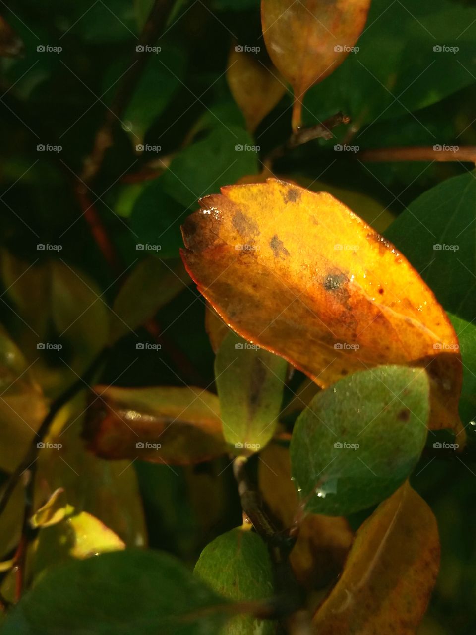 fall  leaves after rainfall