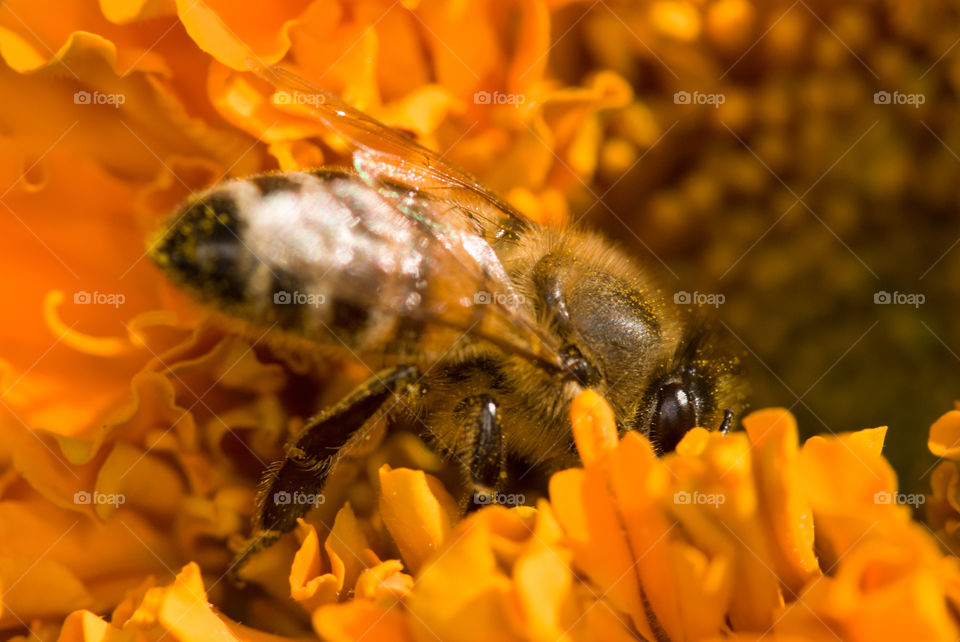 bee on the orange flower collects pollen