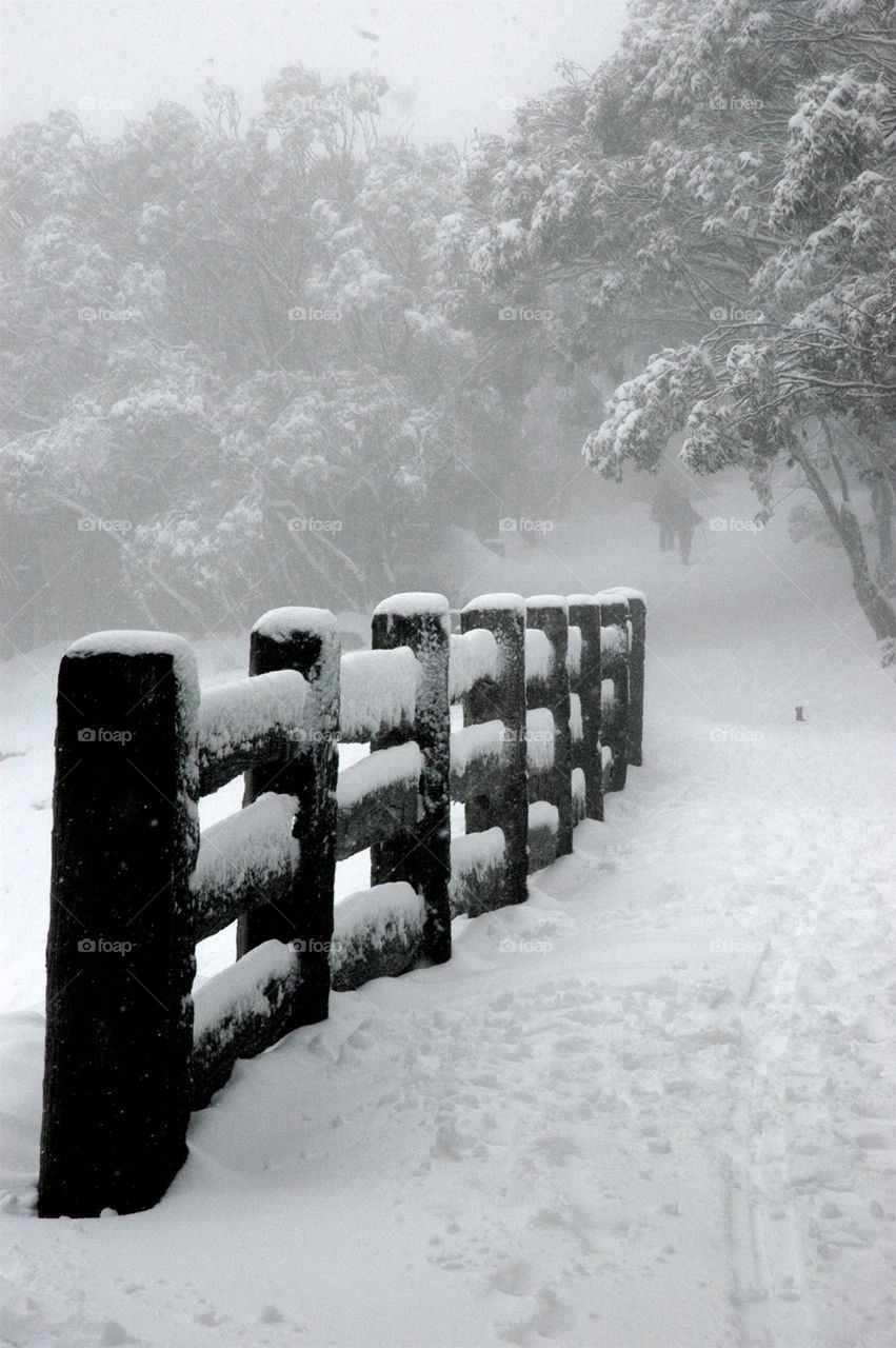 Foggy morning in the snow