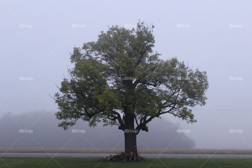Tree in the mist. Taken on a foggy morning