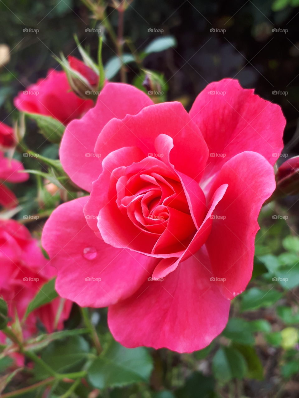 Flower, Rose, Nature, Flora, Leaf