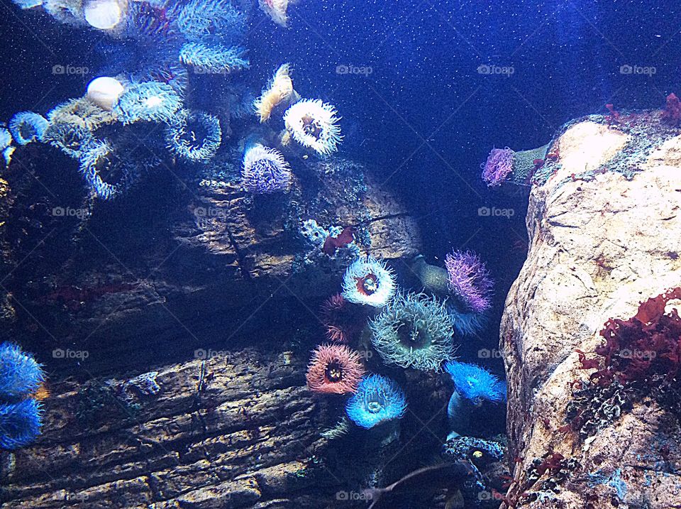 Anemones