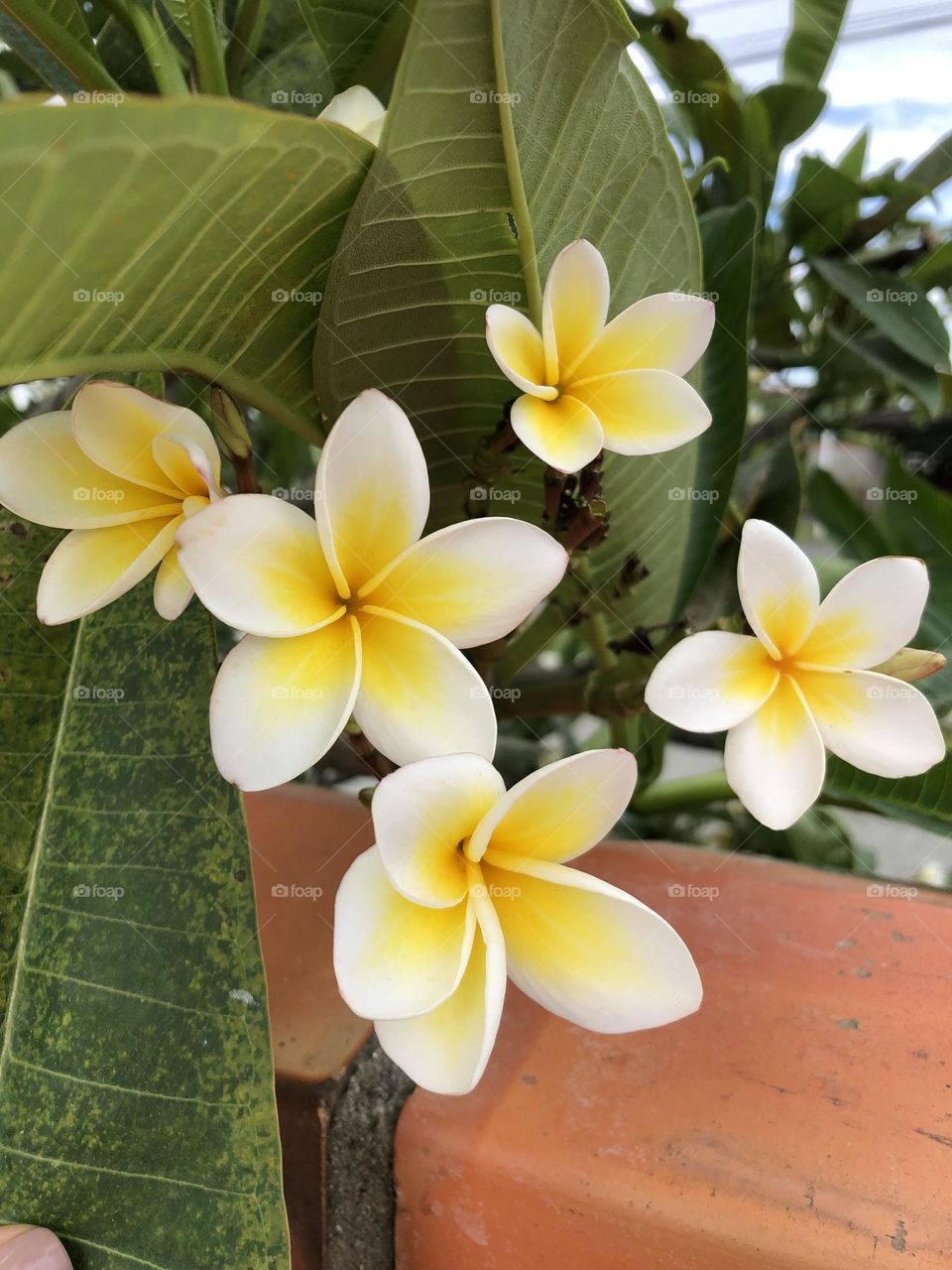 Yellow beautiful flowers plumeria hawaiian
