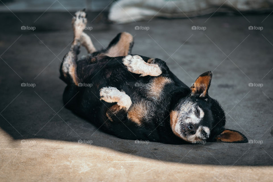 Dog sleeping on the floor 