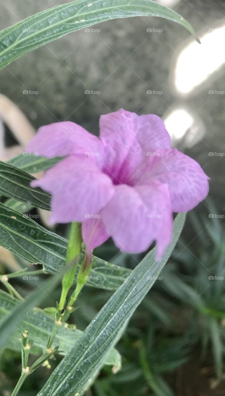 Nerium oleander  L.