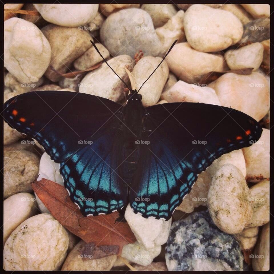Butterfly on rocks