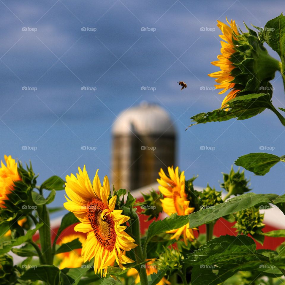 sunflowers on the farm