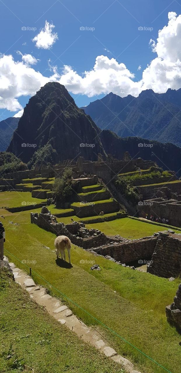 Machu Picchu