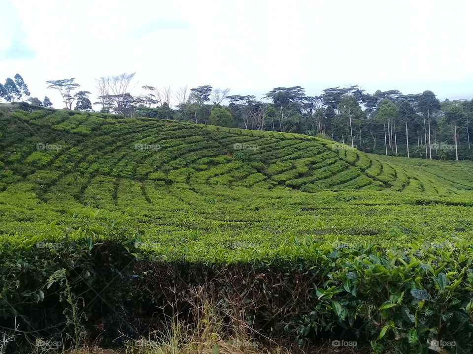perkebunan teh, di Pagar Alam, Sumatera Selatan Indonesia