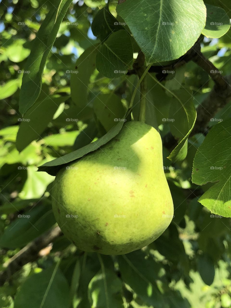 Pear 