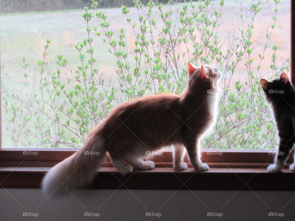 Beau-Bo bird watching