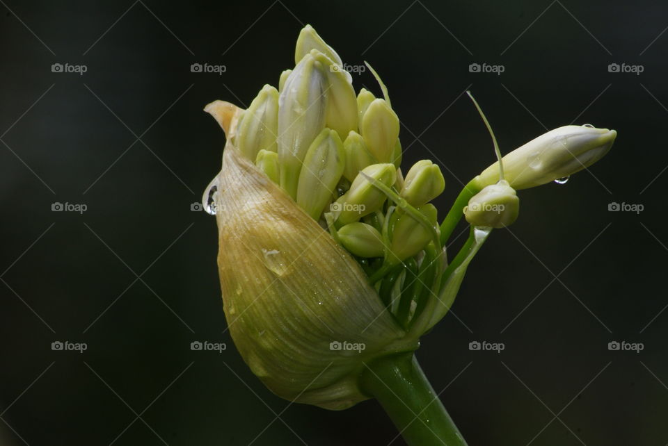 lily of the nile plant opening for the first time after spring rain