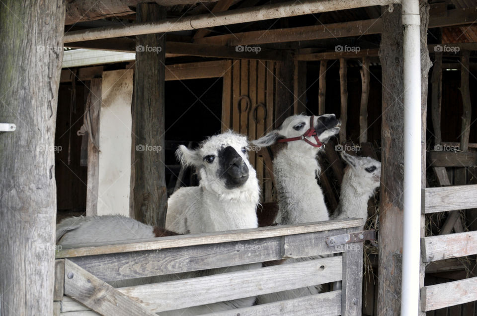 Alpacas in Wildlife reserve