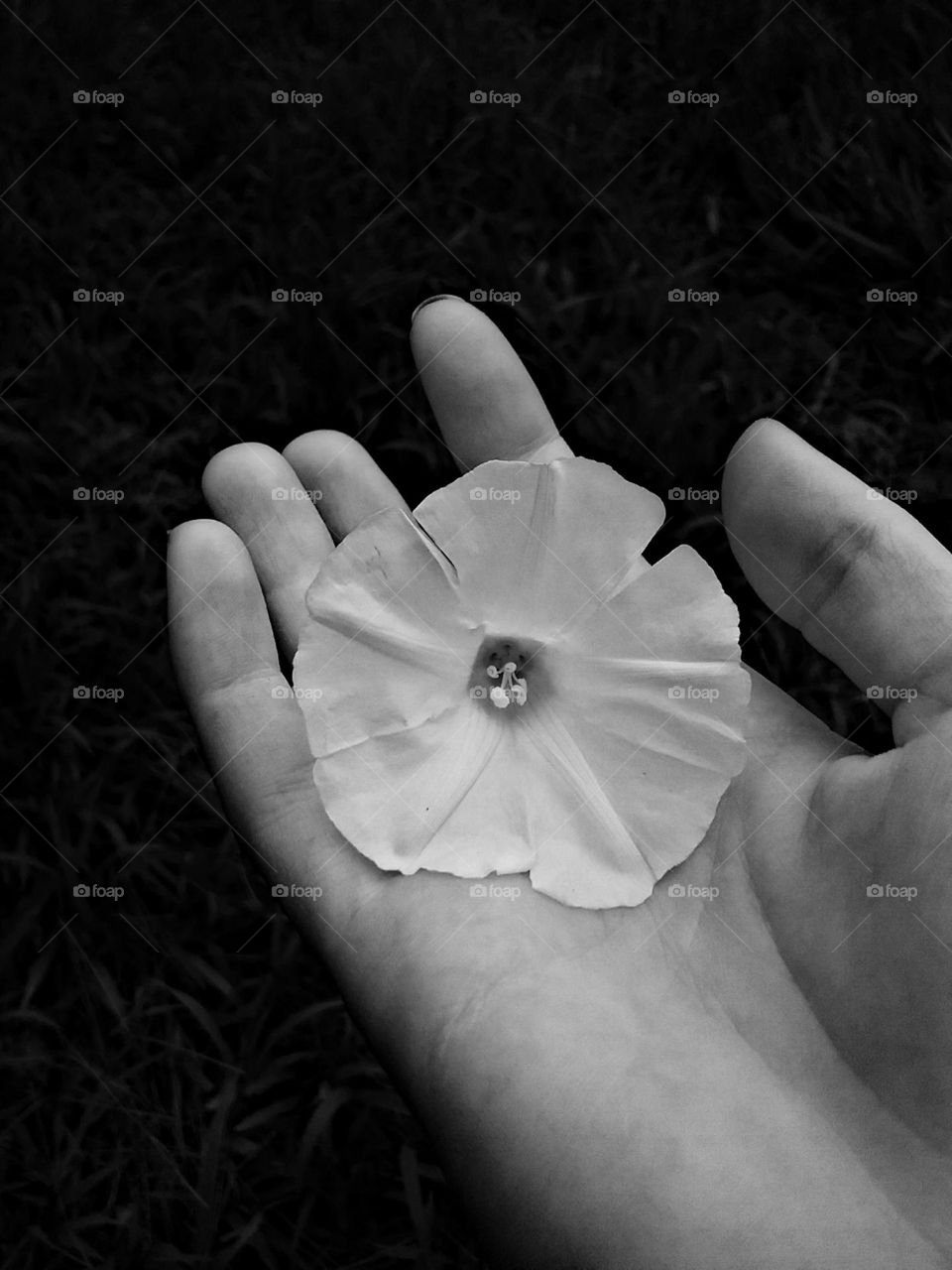 Delicadeza palpável