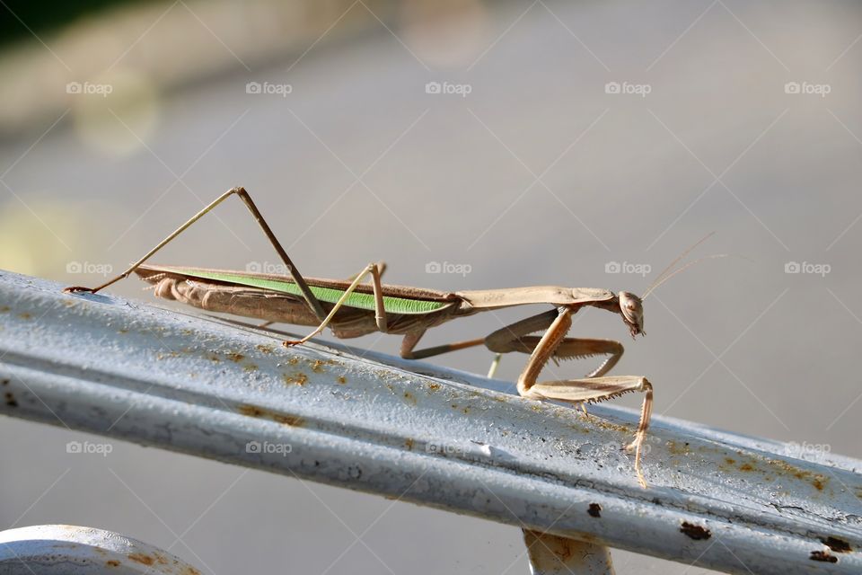 Praying Mantis 
