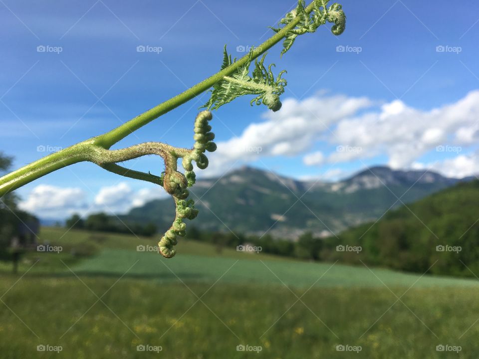 Focus on Young fern before mountain landscape 