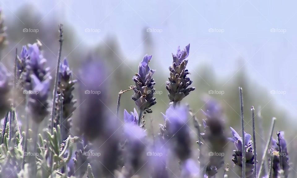 Lavander Field 