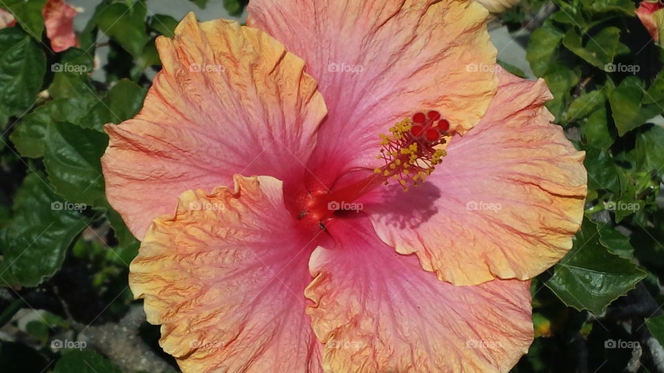 Sherbert Hibiscus