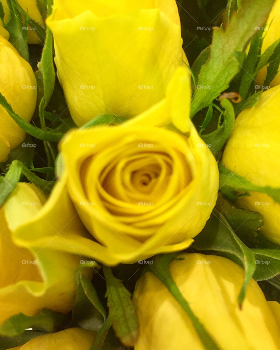 Yellow roses