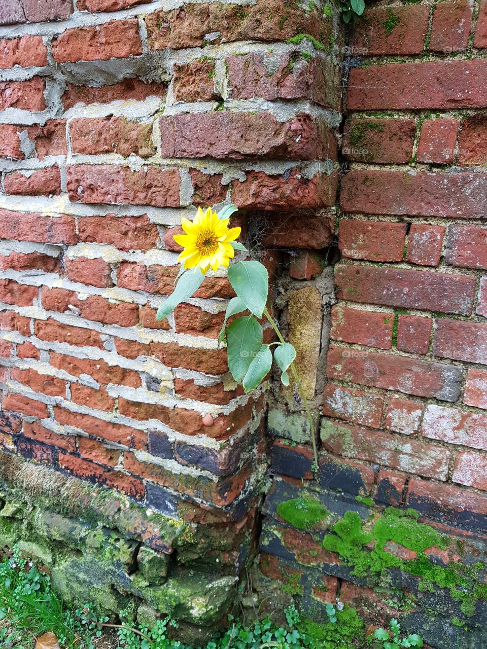 sunflower on the wall