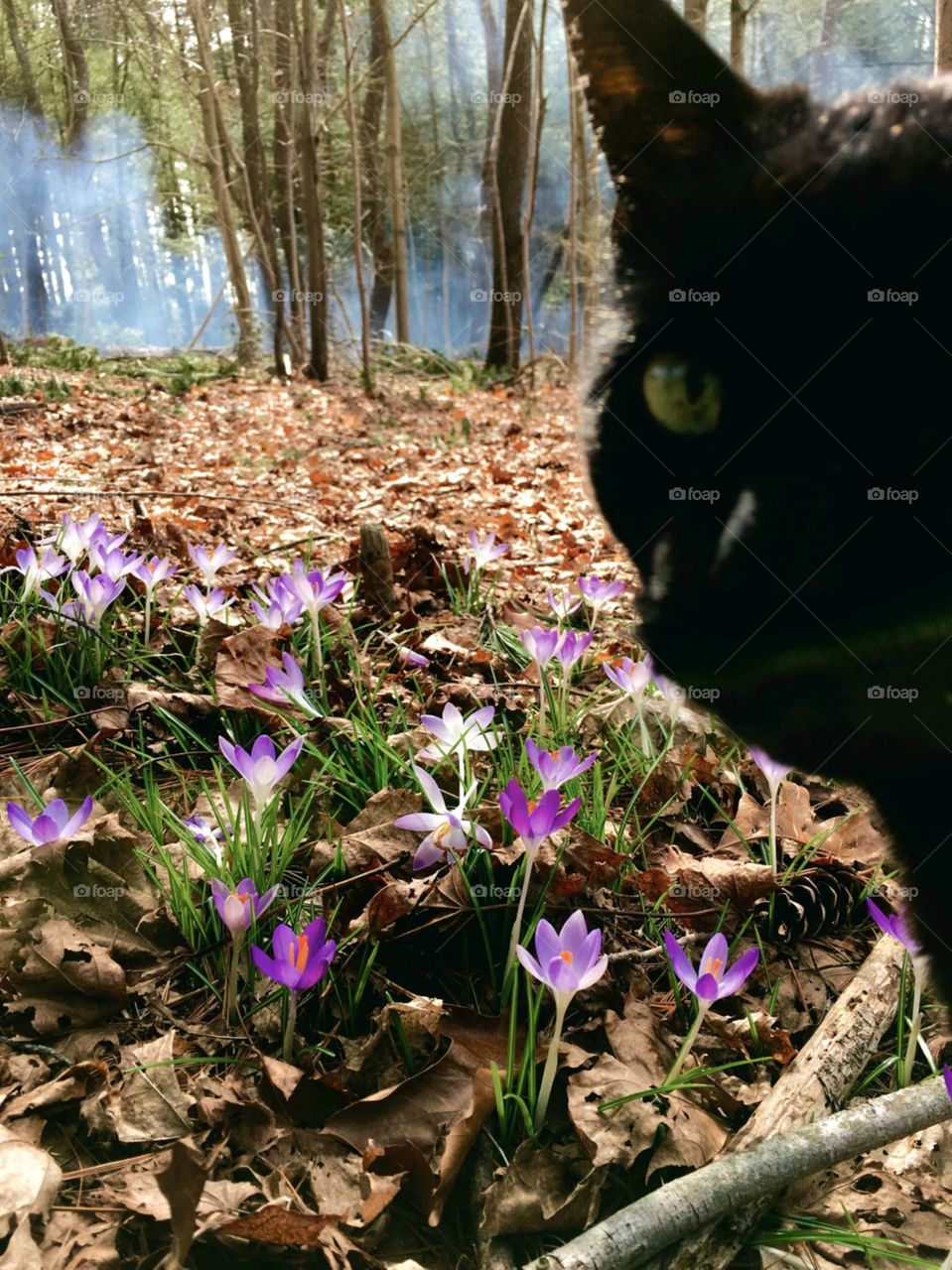 Crocuses growing in woods among grass & dead leaves. Cat face photo bombed pic, looking into camera lol! Morning fog in forest background makes for a unique photo.