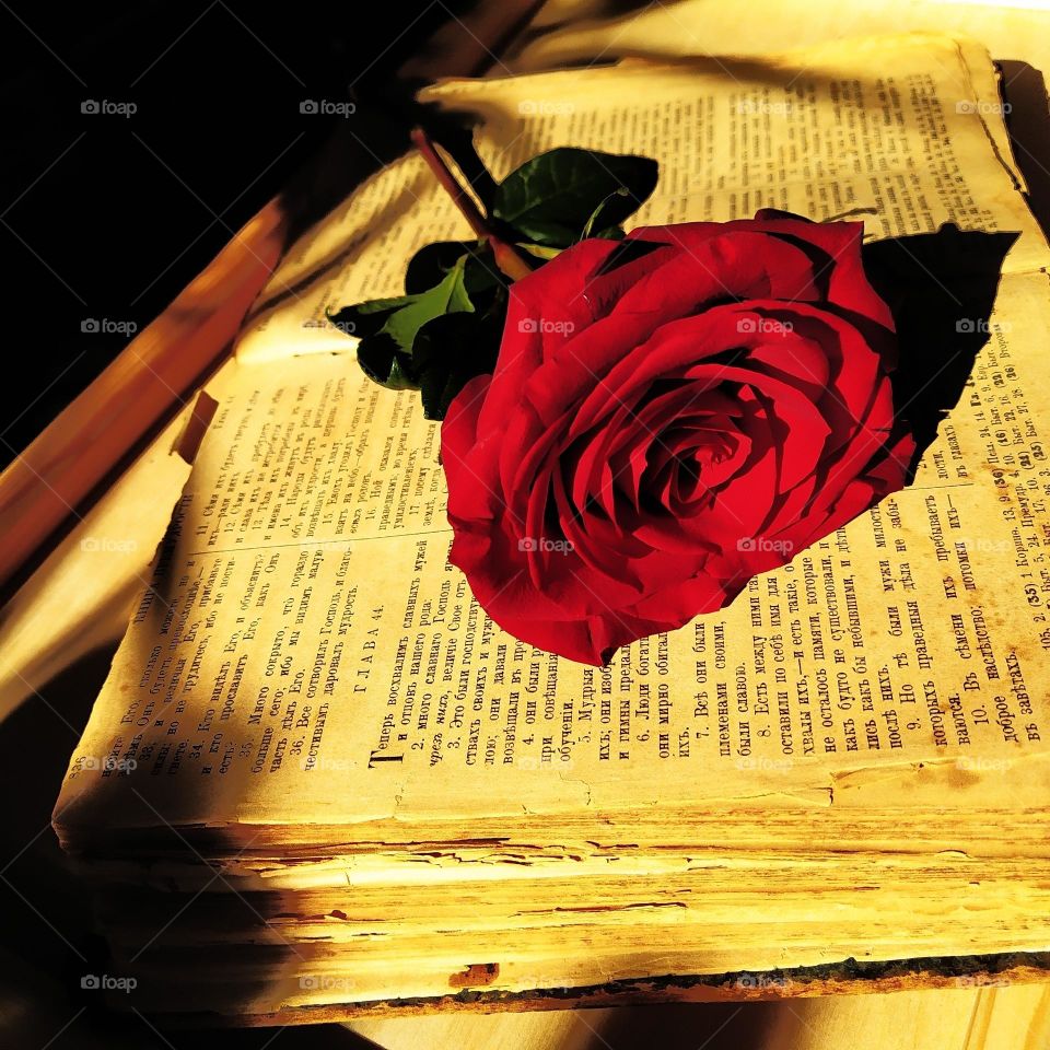 A red rose lies on the yellow sheets of an old book.  Sunlight increases the contrast of red and yellow