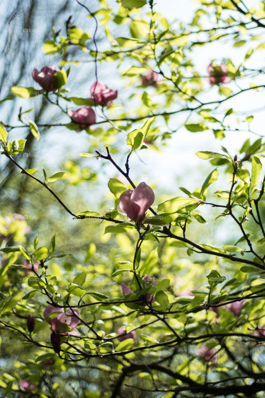 Magnolia flowers 