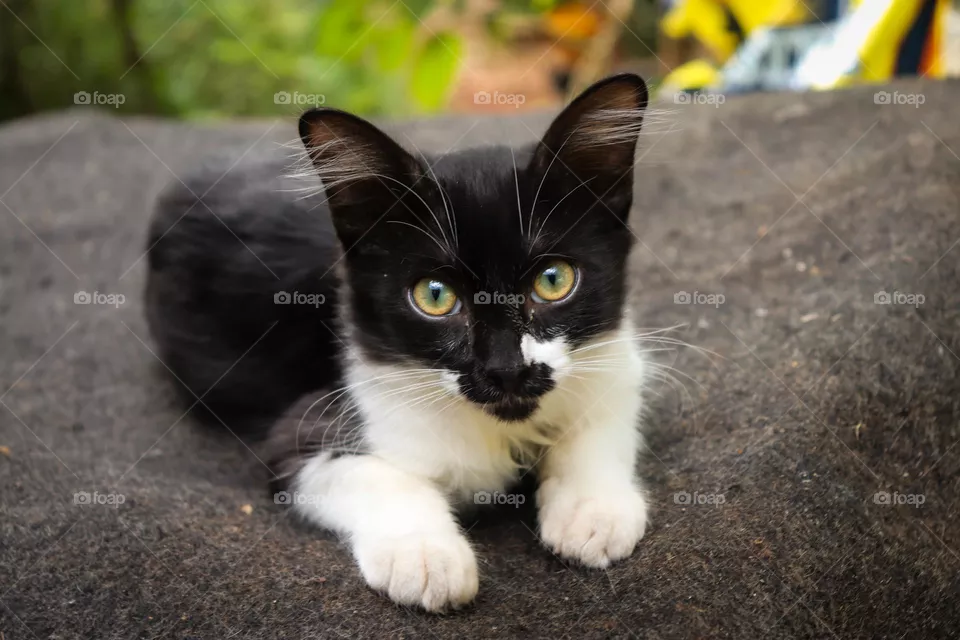 Gato fofo
