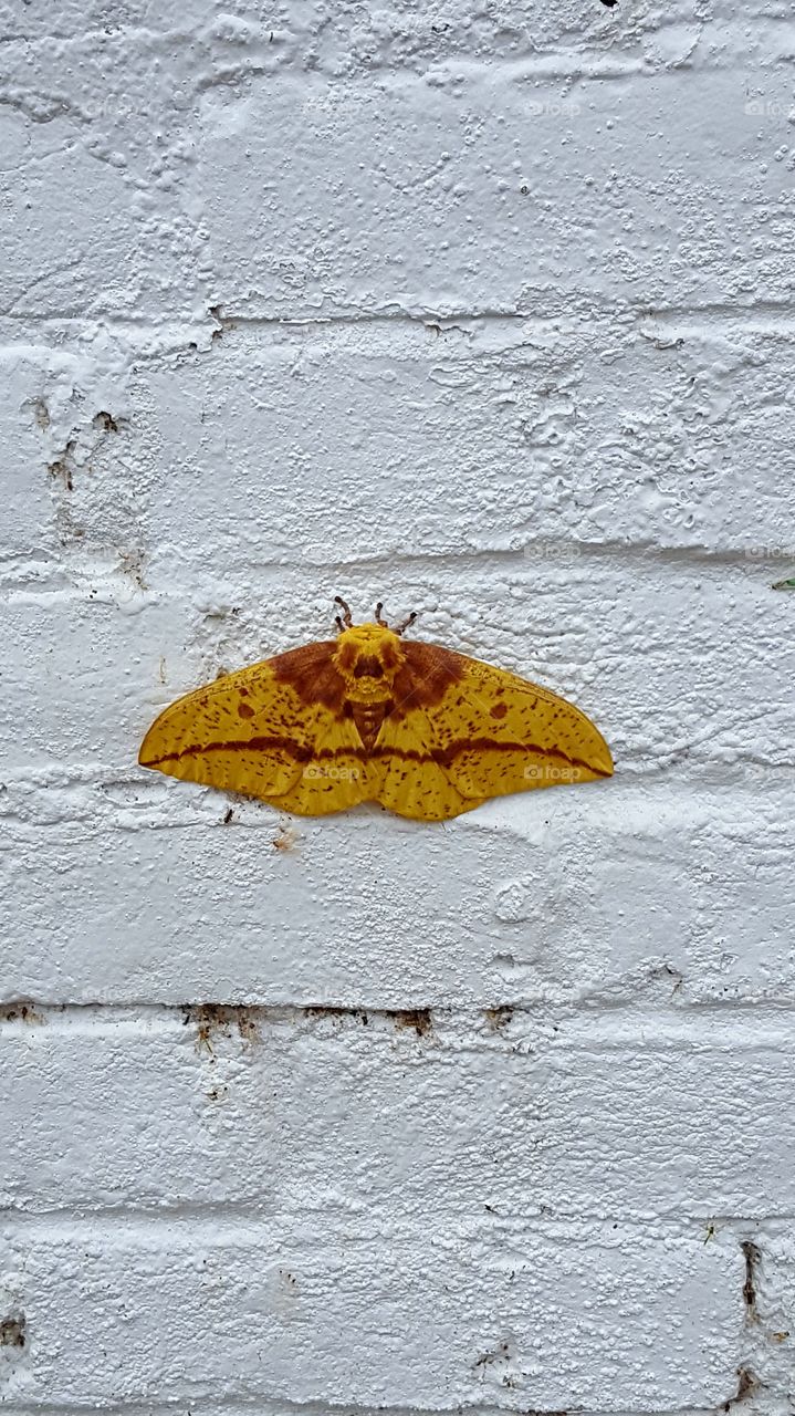 Tiger moth