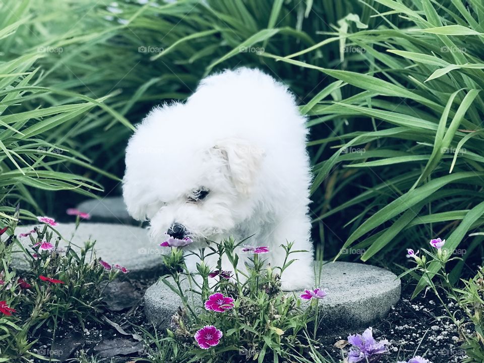 Puppy sniffing flowers and exploring garden on pathway amongst tall sweeping grasses. 
