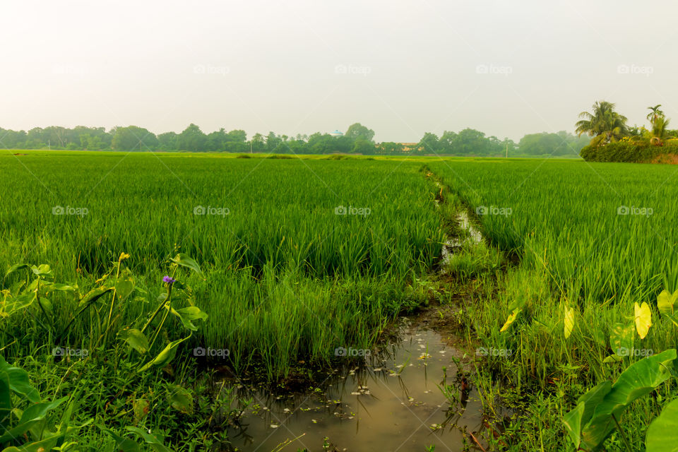 Paddy Field