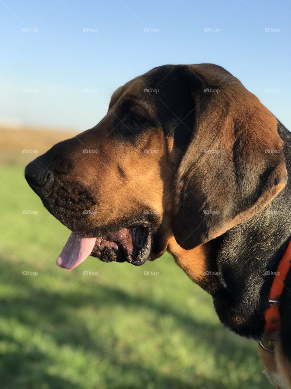 Bloodhound puppy portrait 