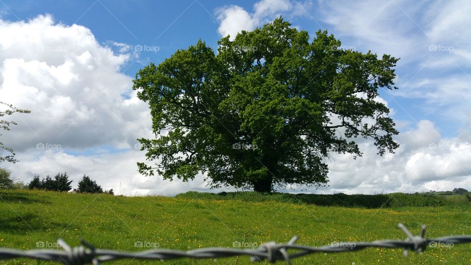 Access denied: barb wire in front of an old mighty oak tree