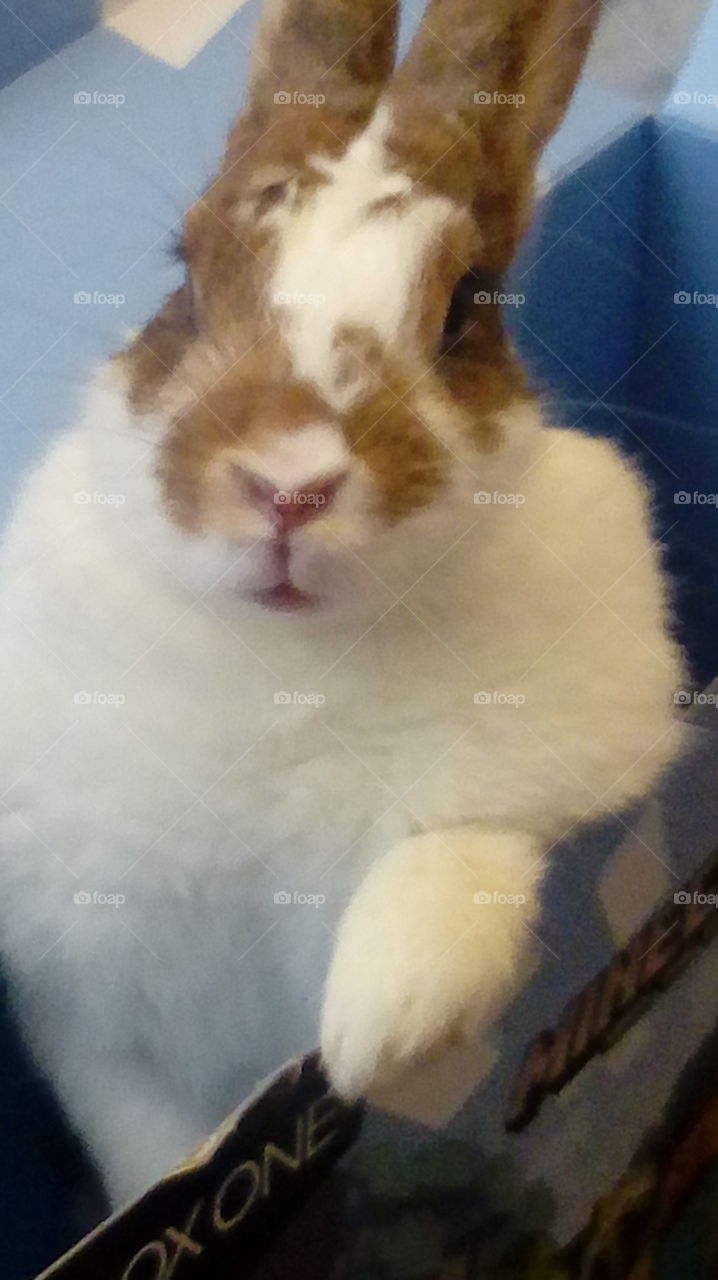 Close- up of rabbit