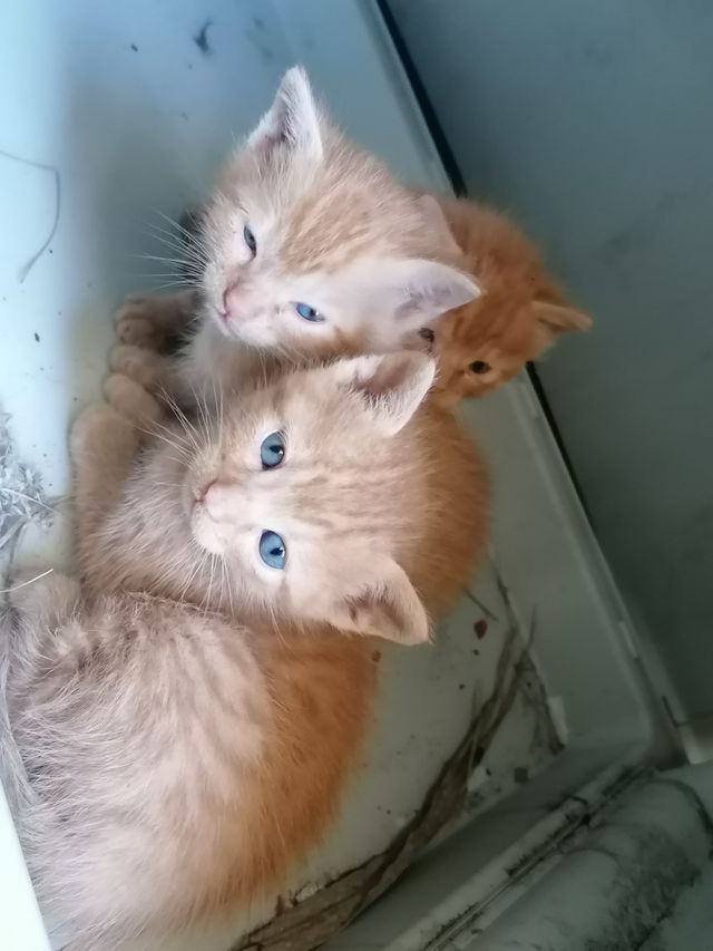Brothers 🐱🐱🐱