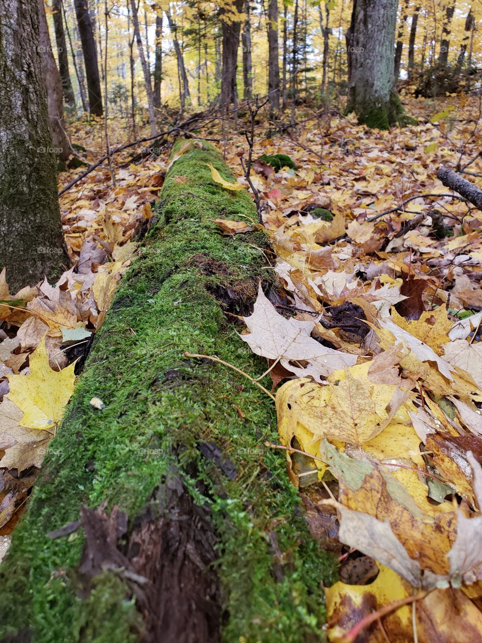 fallen moss-covered tree in Forest during the fall