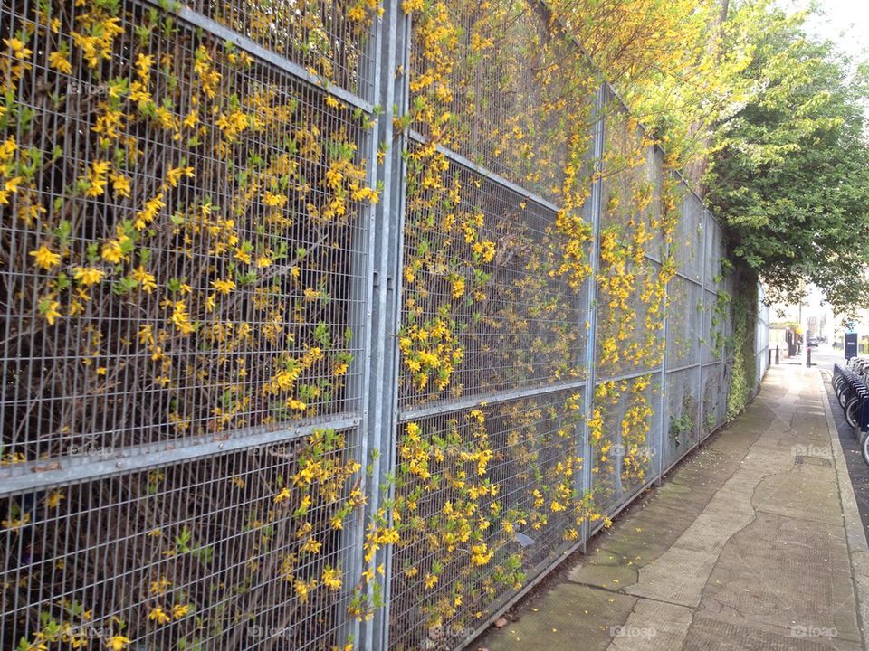 Blooming through the fence 