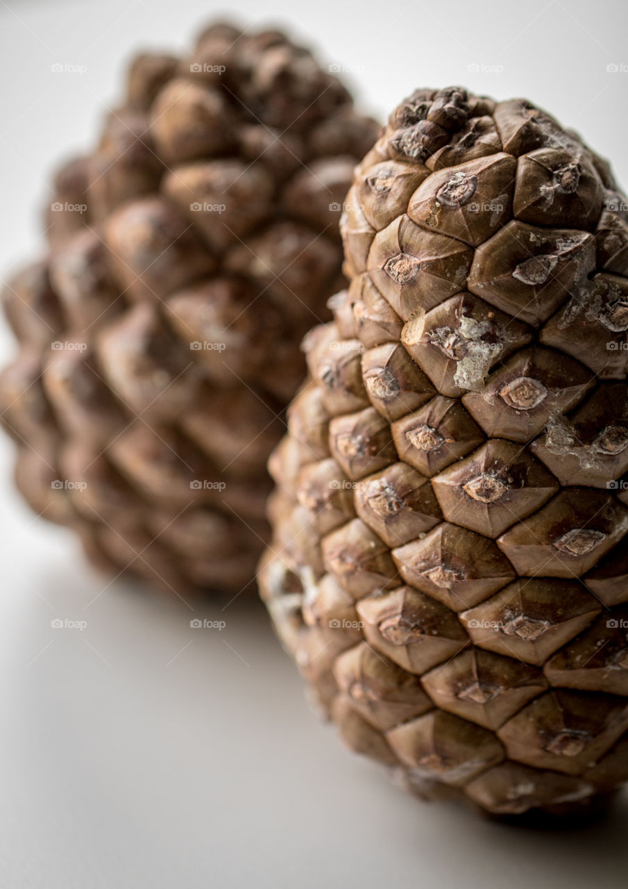 Pine cones with the macro lens