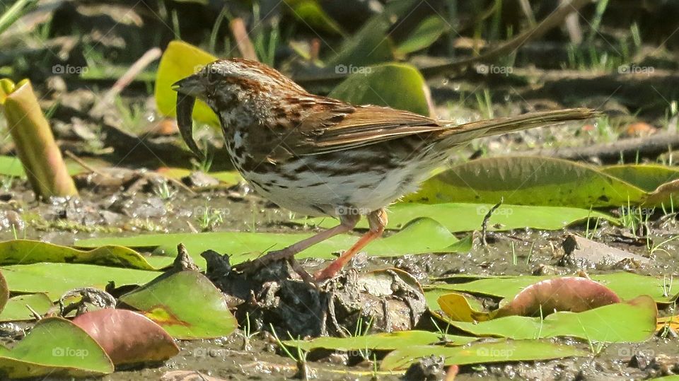 Bird feeds in the Marsh
