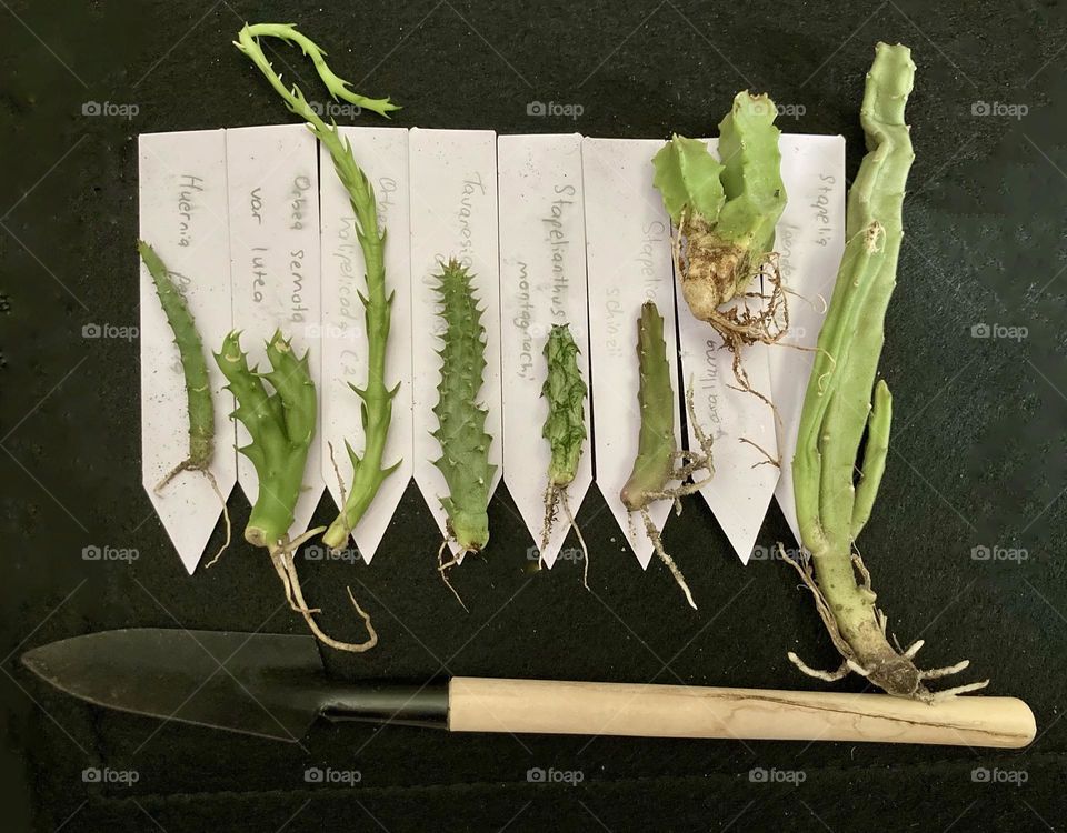 Flat lay. Planting Asclepiadaceae, with labels and spade. Interesting plants with unique flowers! Go green! 